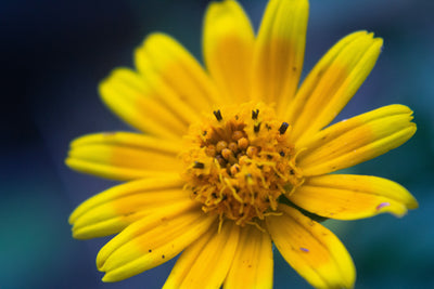 Arnica